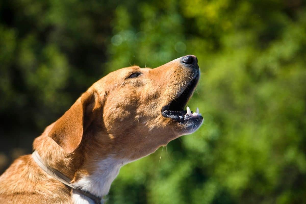 should you punish your dog for barking