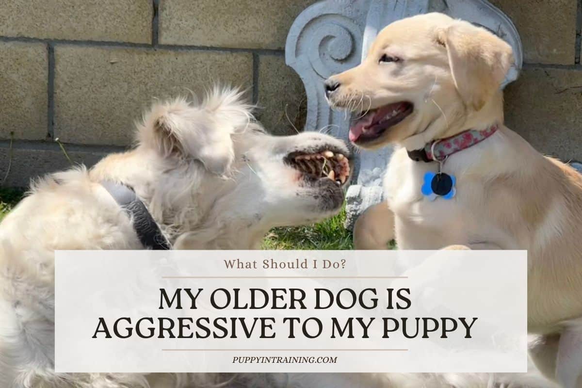 My Older Dog’s Aggressive to My Puppy! What Should I Do?