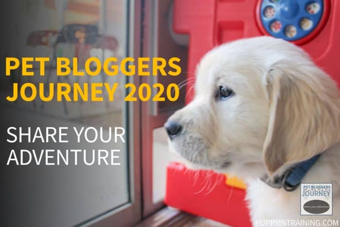 Pet Bloggers Journey 2020: Share Your Adventure - Golden Retriever puppy staring to the left.
