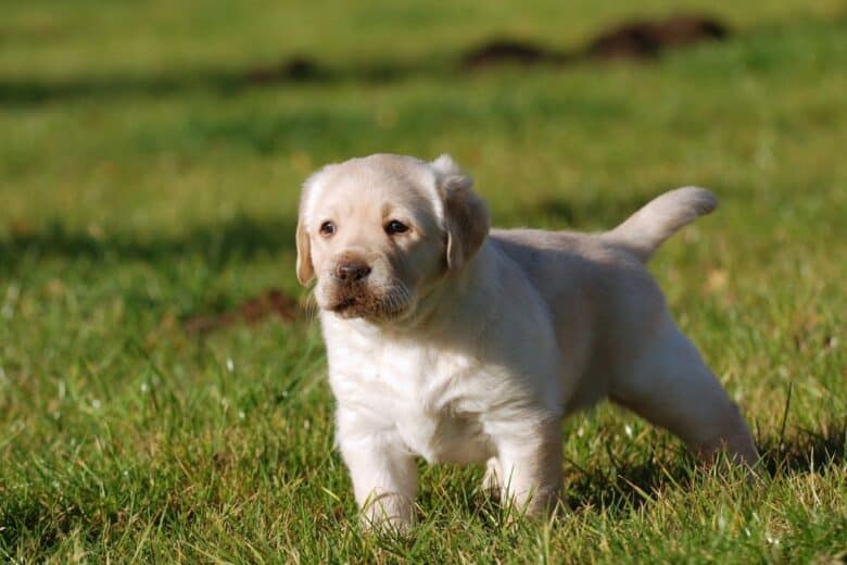 how to train labrador puppy to potty