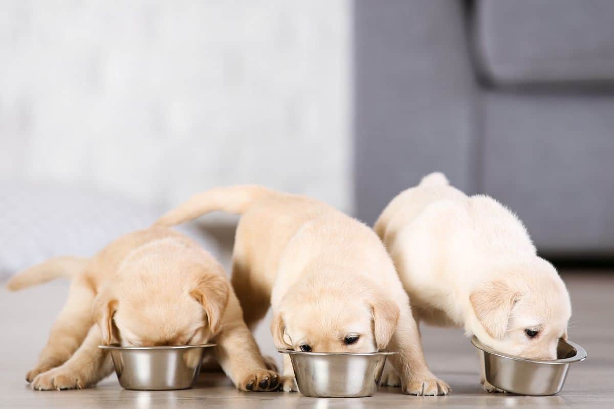 how much food do you feed a lab puppy