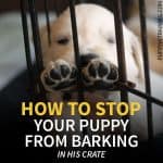 How to stop a puppy from barking in his crate at night