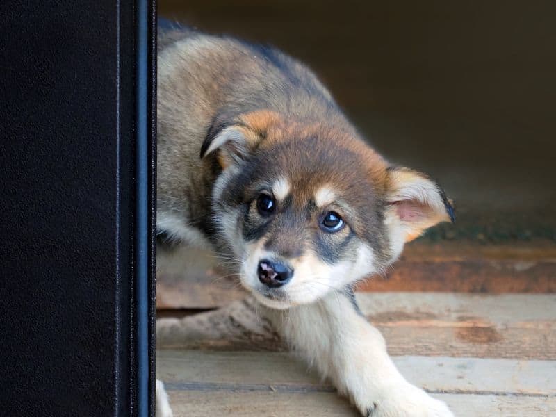 Puppy Fear Periods: Why Your Puppy Suddenly Is Afraid