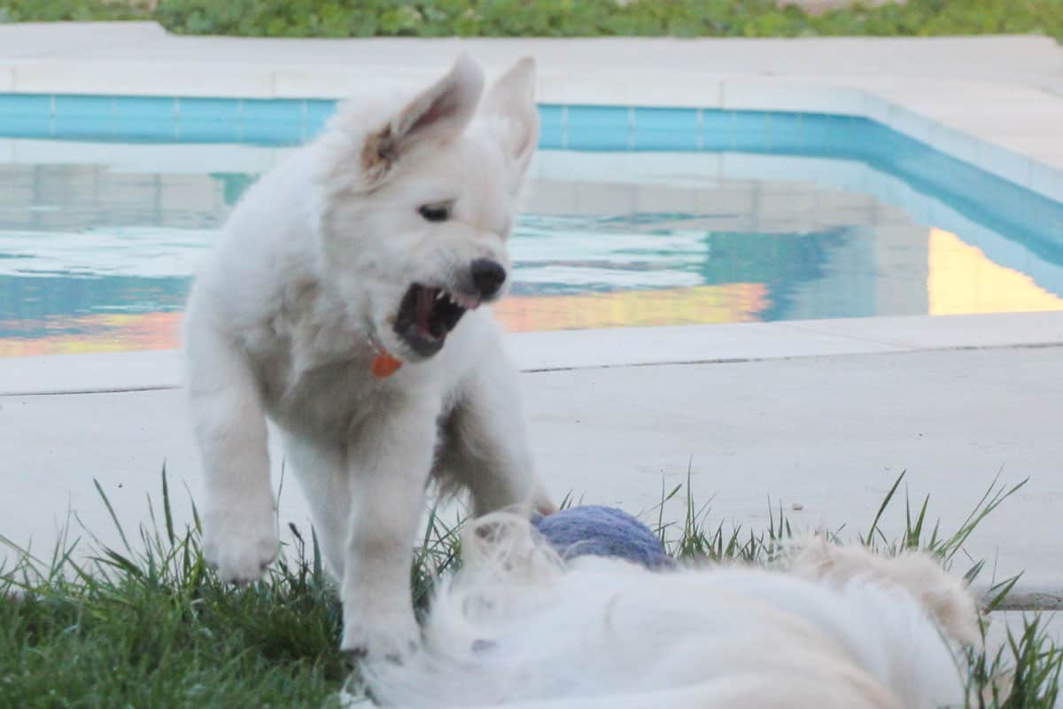 how to stop dog from growling at people