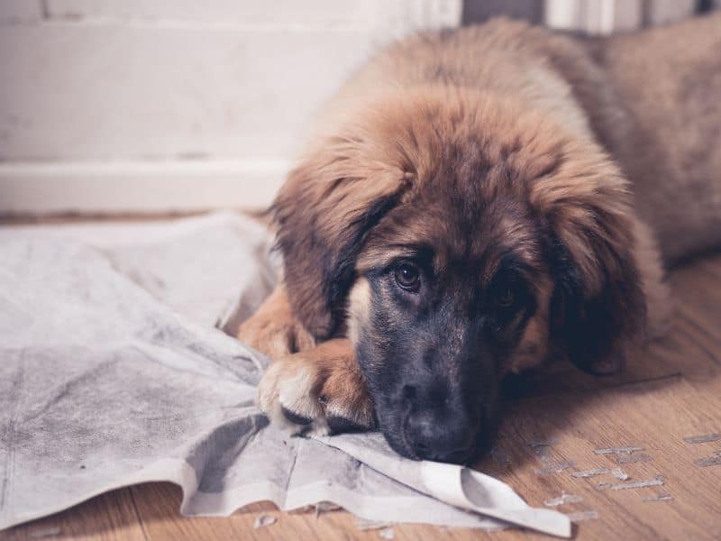 Dog shreds outlet pee pad