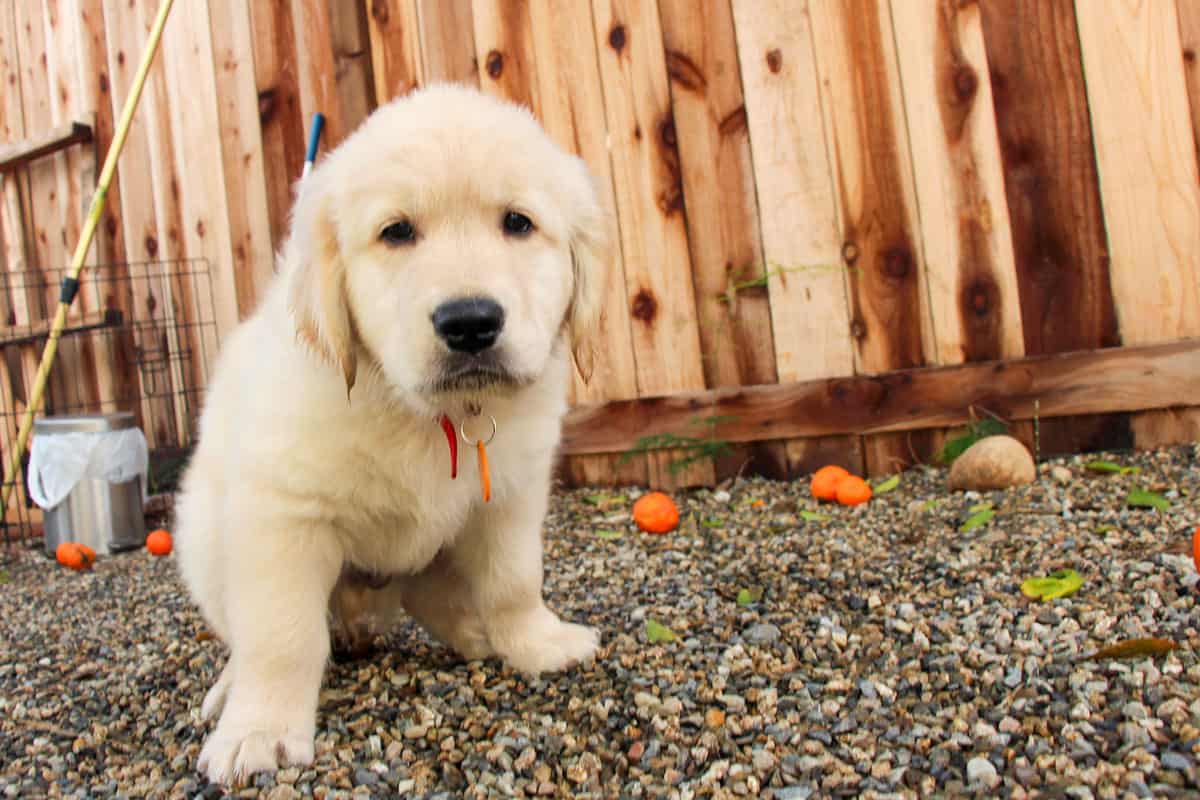 Do puppies poop 2024 after every meal