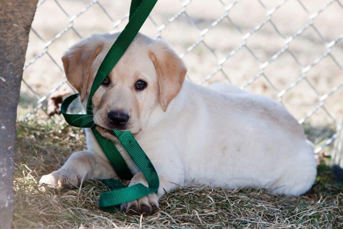 Pulling puppy on outlet leash