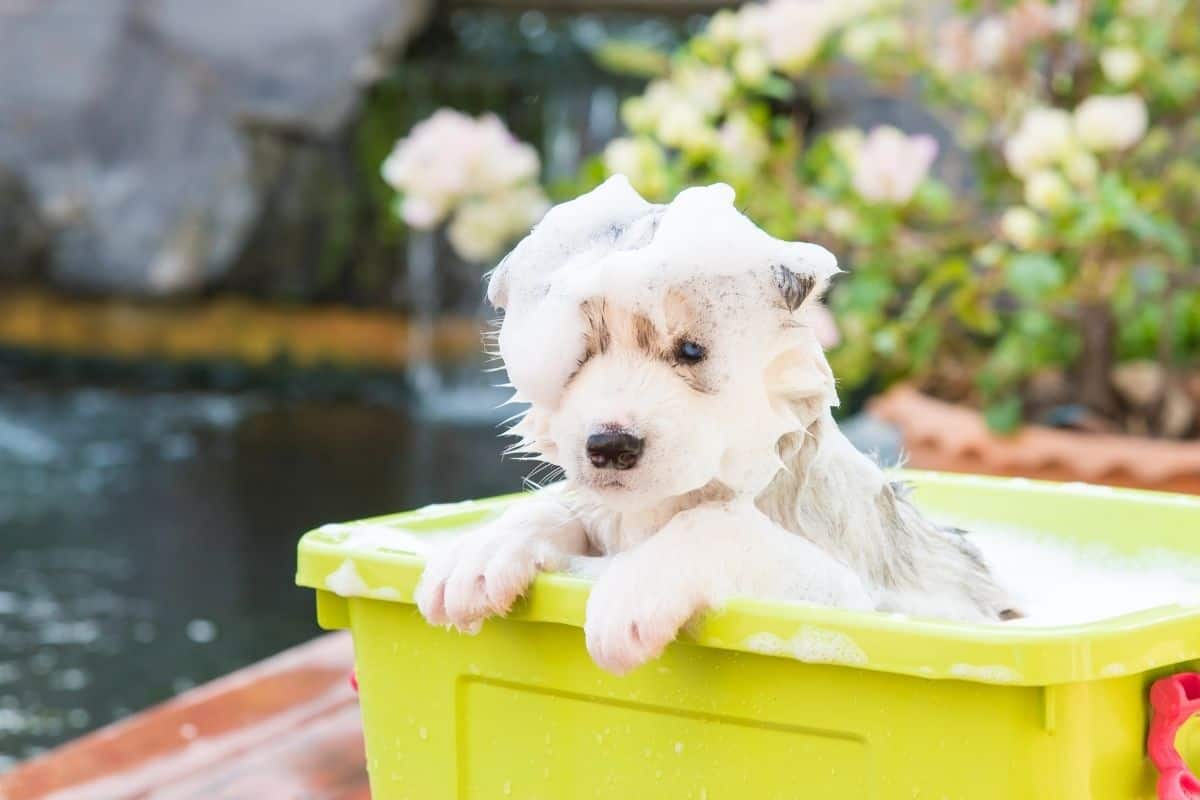 how often do you give a dog a bath