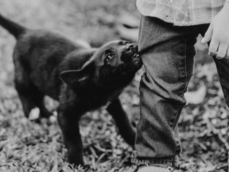How To Stop A Puppy From Tugging On Clothing Puppy In Training