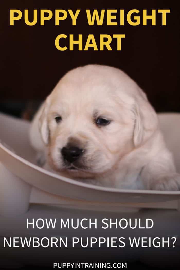 Puppy Weight Chart - How Much Should Newborn Puppies Weigh? - Image of Golden Retriever puppy on baby scale getting weighed.