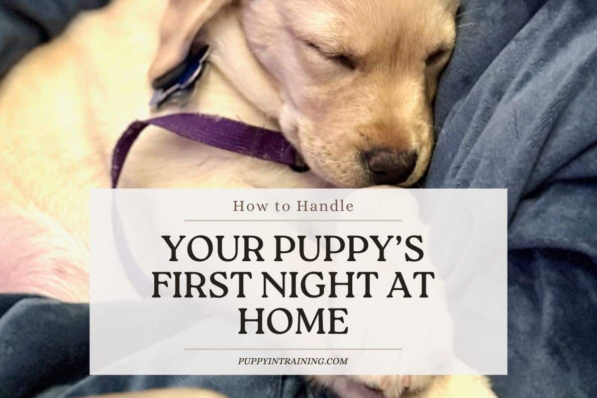 how to crate train a puppy first night