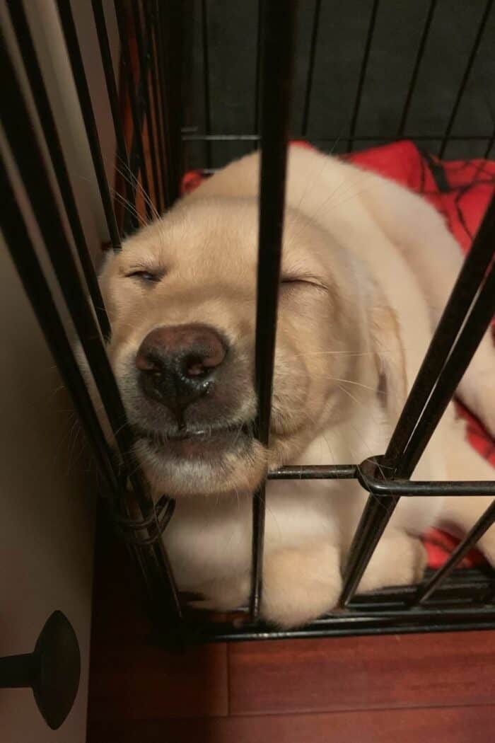 Should puppy sleep in crate first night? Surprising Answer KeepingDog