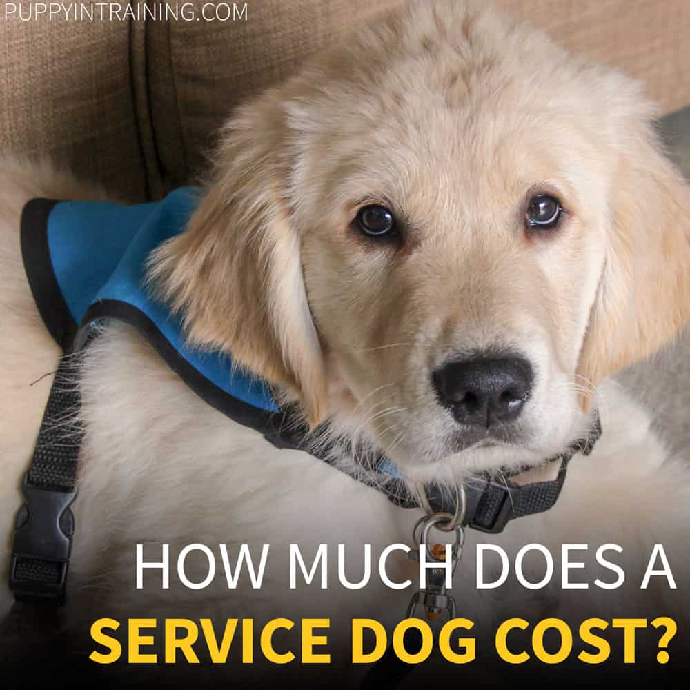 why do service dogs cost so much
