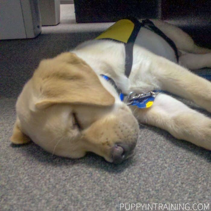 Guide Dog puppy in training, Dublin taking a nap.