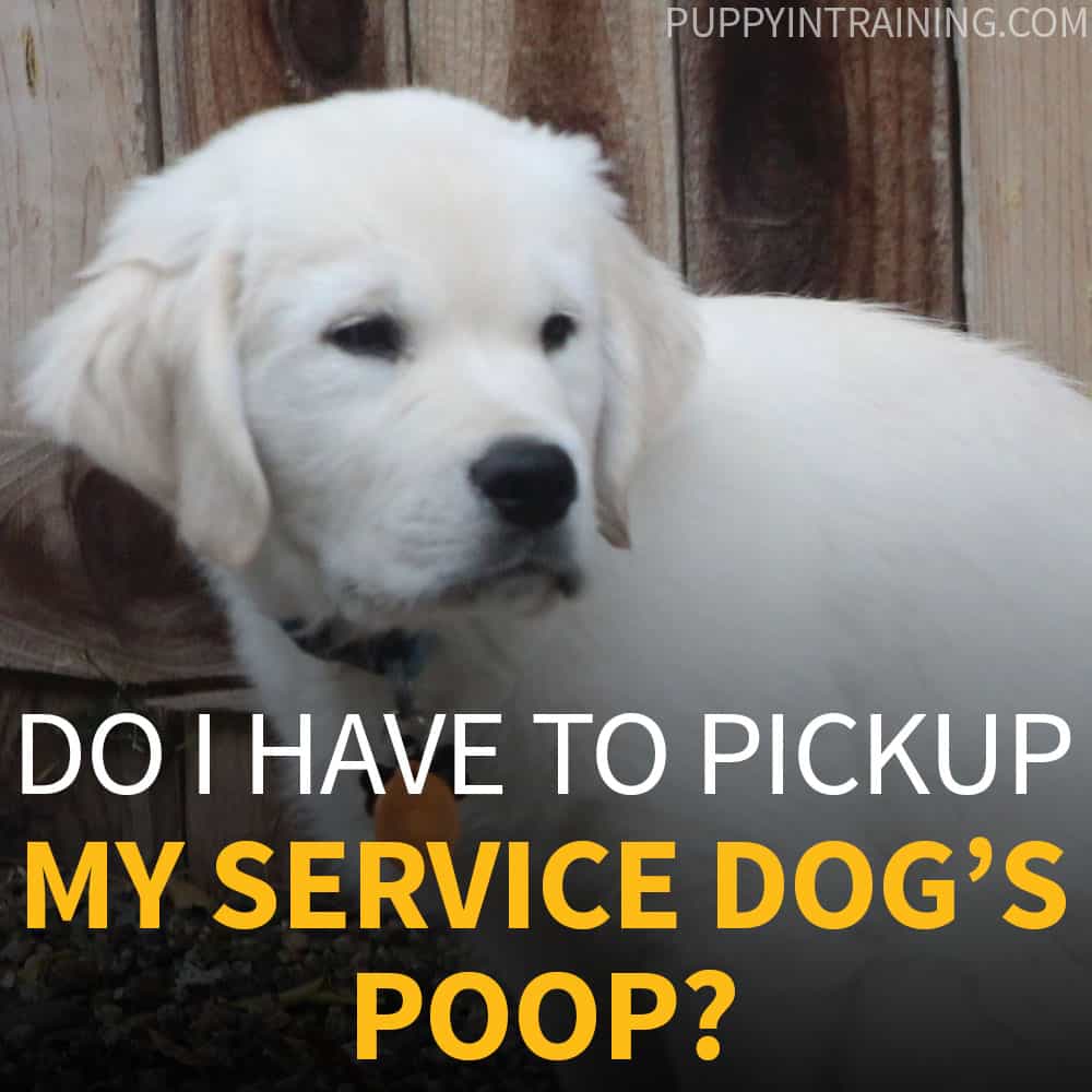 Do I Have To Pick up My Service Dog's Poop? Puppy In Training
