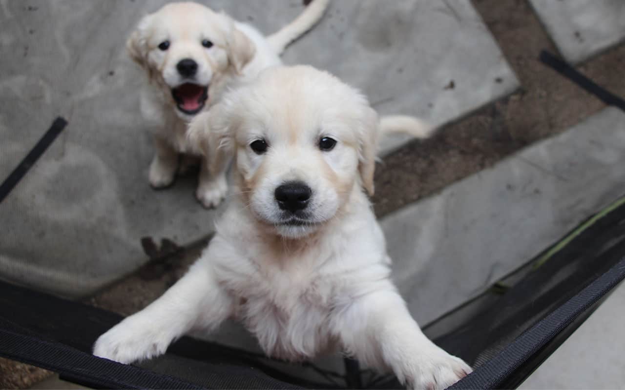 are two puppies better than one