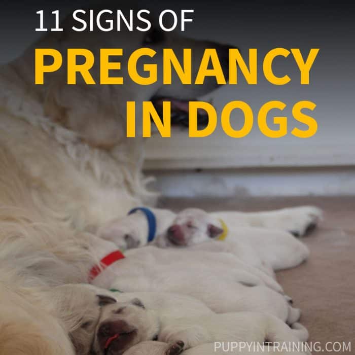 11 Signs of Pregnancy in Dogs: A English Cream Golden Retriever feeds her 10 Golden puppies