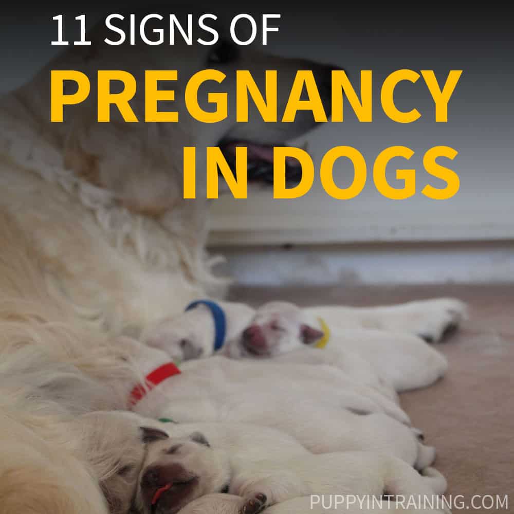 How Can You Tell If Your Dog Is Pregnant Without Going To The Vet? [11 Dog  Pregnancy Signs] - Puppy In Training