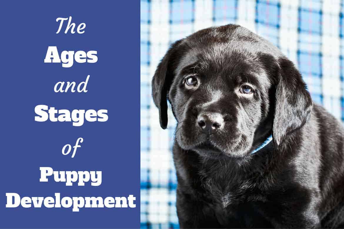 Ages and Growth Stages of Puppy Development