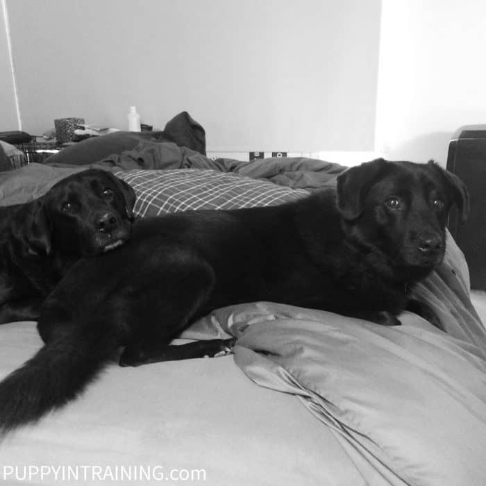 Black Dogs, Black and White, Lounge on our King Sized Bed