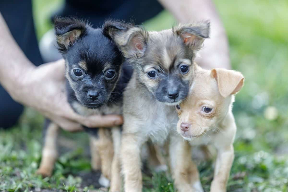 how old can a chihuahua have puppies?