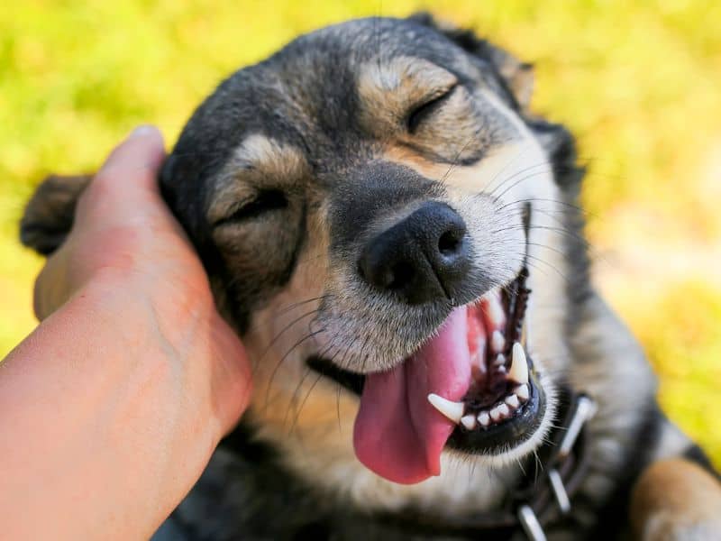 Are Dogs Ticklish? – Understanding The Science Behind Ticklish Dogs