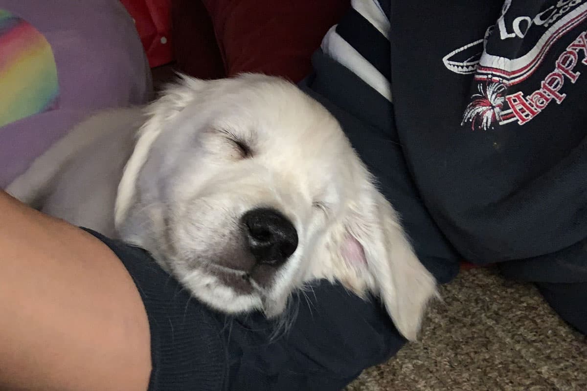 Velcro Dog Breeds – Meet 9 Super Clingy Dog Breeds - Puppy Training