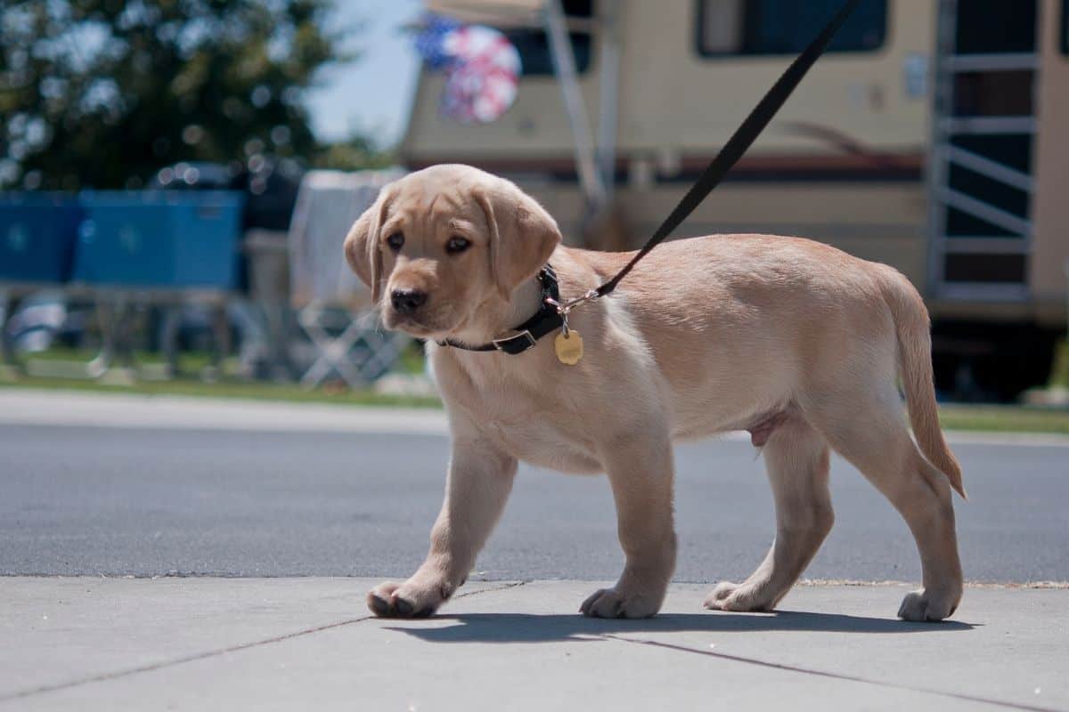 can i walk a 8 week old puppy