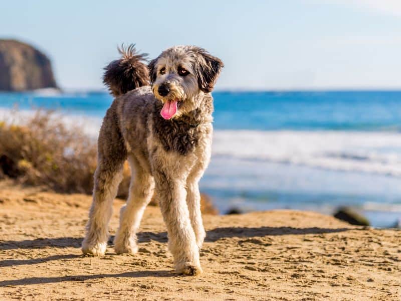 What Is An Australian Shepherd Poodle Mix Breed Fact File   What Is Aussidoodle 