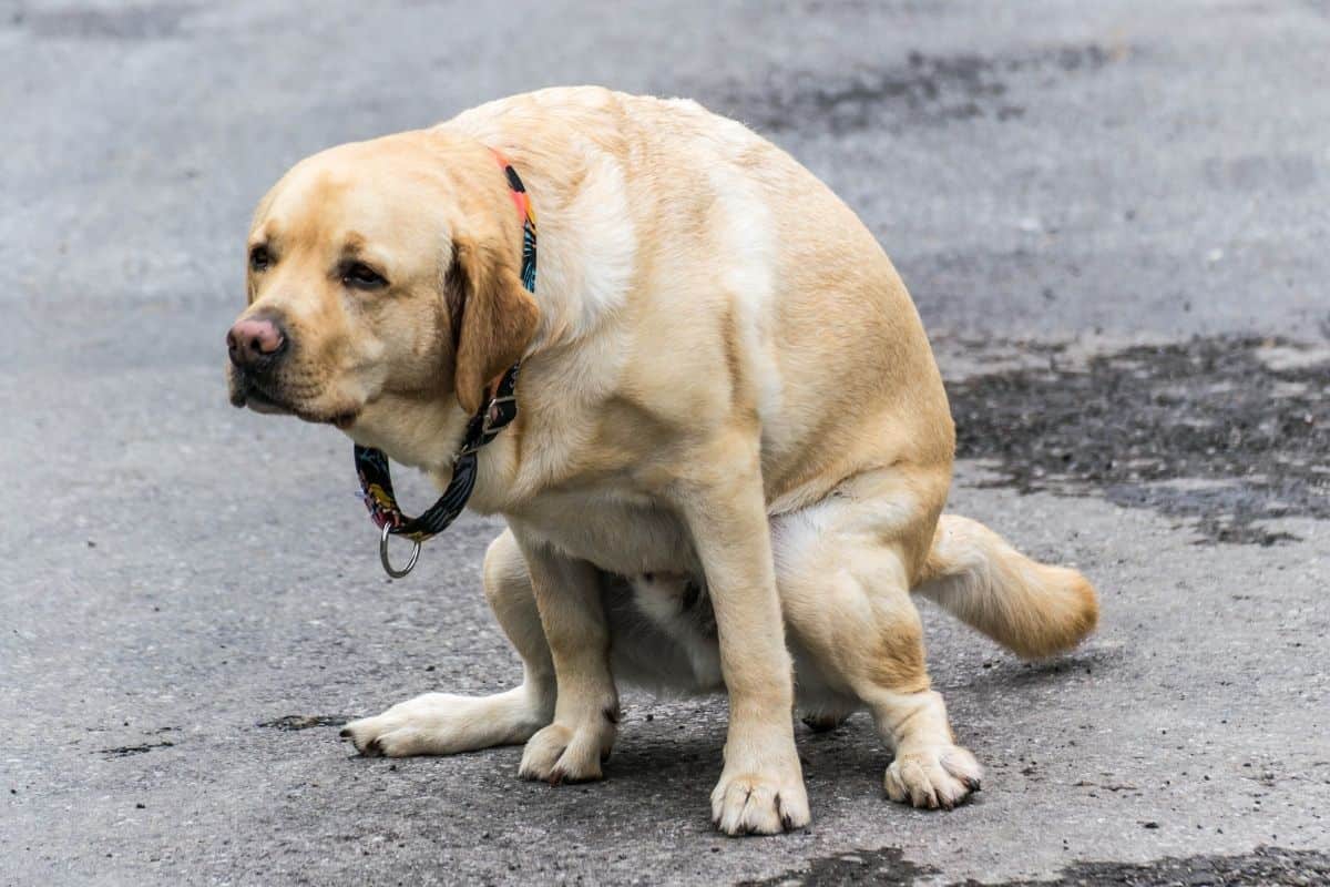 Do Dogs Need Deworming Every Year